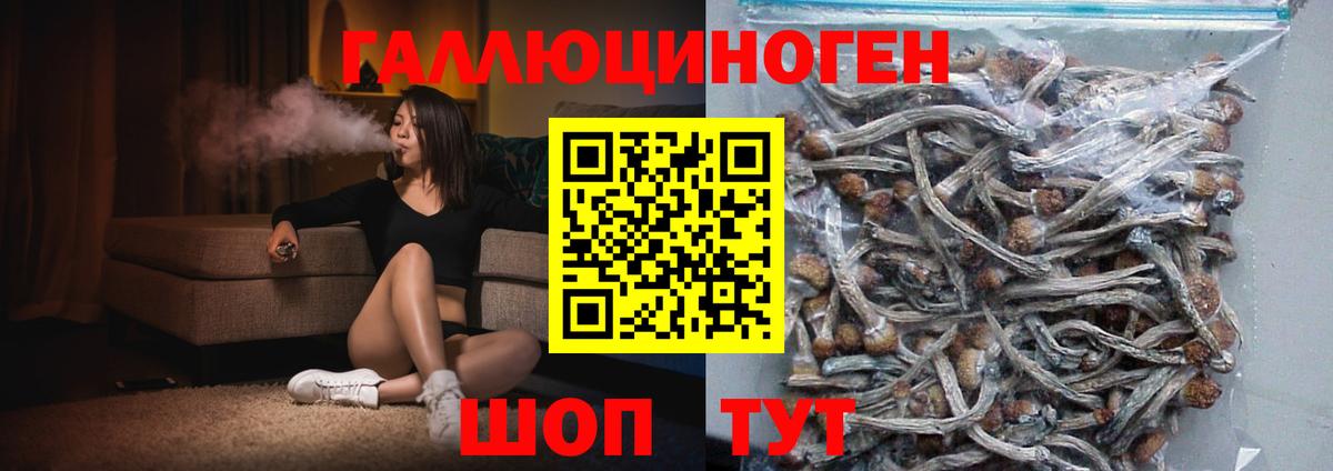 Галлюциногенные грибы Psilocybine cubensis Лесной
